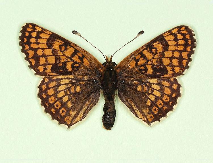 Melitaea cinxia female (aberrant form transversa) (Internet Image property of respective owner, non-commercial use only)
